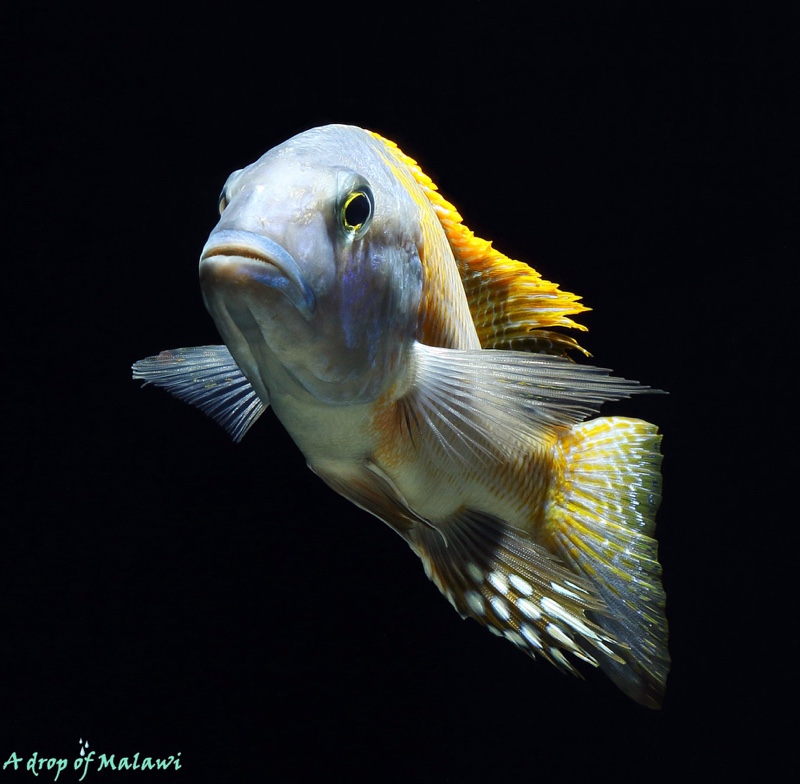 Buccochromis rhoadesii